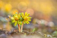 Jetzt nehmen die Frühblüher Fahrt auf!!!