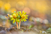 Jetzt nehmen die Frühblüher Fahrt auf!!!