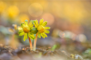 Jetzt nehmen die Frühblüher Fahrt auf!!!