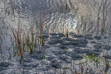 Froschlaich-Teppiche ...