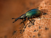 Auch ein früher Frühlingsbote