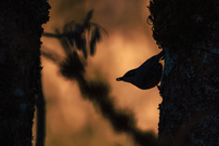 Kleiber im Gegenlicht