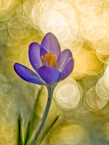 Krokus