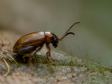 Der Erdfloh (Tribus Alticini)