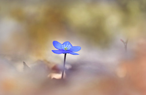 Das 1. Leberblümchen ...,