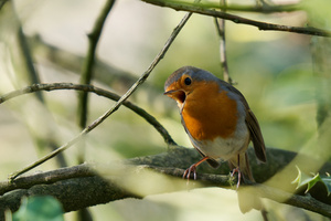 Jetzt Ist Frühling!!!