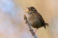 "Augen zu und durch"