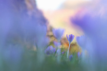 Ein Krokusblütenmeer