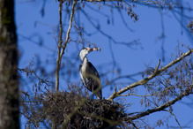 Graureiher mit Nest