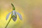 Galanthus vor Winterlingen