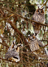 Wer stört hier unsere Ruhe??