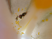 Am Boden einer Krokusblüte