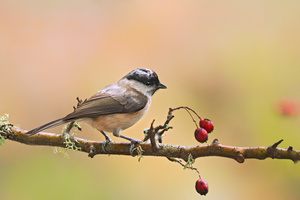 eine etwas andere Sumpfmeise,