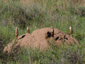 Wie eine königliche Festung
