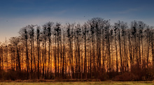 Saatkrähen-Nester am Abend