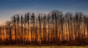 Saatkrähen-Nester am Abend