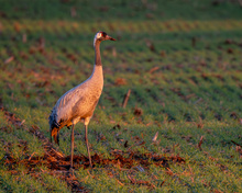 Im letzten Licht des Tages