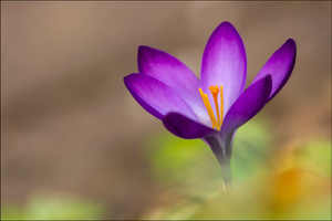 Der Frühling wäre da gewesen …