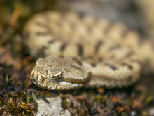 Die ersten Frühlingsboten