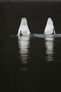 ...Schwänzchen in die Höh...