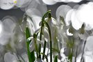 Schneeglöckchen ...