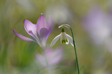 Frühblüher unter sich