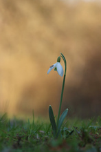 Schneeglöckchen