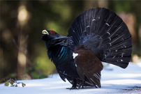 ~ Begegnung im Bergwald ~