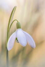 Ein Solo für ein Schneeglöckchen
