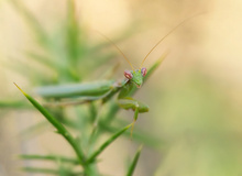 Ameles spallanzania (Männchen)
