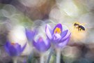 Krokuswiesenglitzern mit Besuch (Altglas)