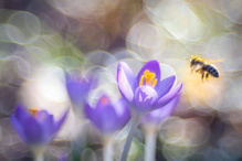 Krokuswiesenglitzern mit Besuch (Altglas)