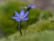 Leberblümchen-Doppel