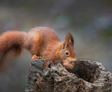 Eichhörnchen auf Nahrungssuche