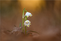 Besuch bei den Märzenbechern