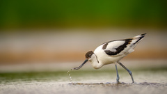 Recurvirostra avosetta