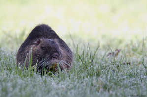 Biberratte an der Enz