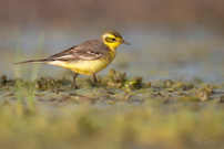 "Die Zitronenstelze" oder "Kooperation mit Hund"