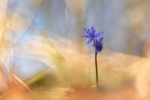 Am Rhein sind die Blausterne schon reif