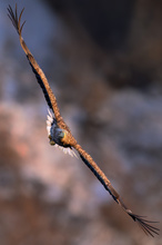 Ausgedehnte Flugeinheit