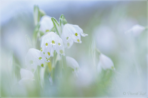 Märzen-Gruppendynamik
