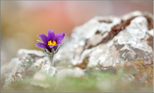 -Der Frühling kommt-