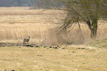 Noch sind die Wiesen beige-gelb