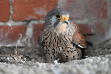 Frühlingsgefühle bei den Turmfalken