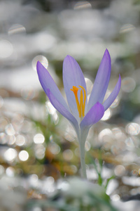 Krokus vor einer kleinen Pfütze im Gegenlicht