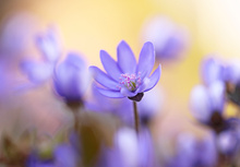 auch die Leberblümchen