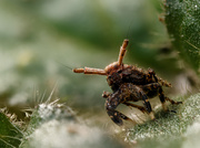 Eines der besten Springer im Tierreich