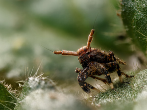 Eines der besten Springer im Tierreich