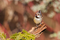 Jeder hat eine Meise ...