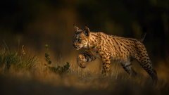 die Kurze zur Tränke